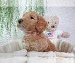 Small breeder photo
