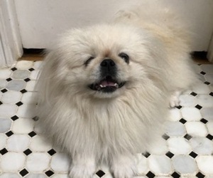 Pekingese Dog Breeder near MESQUITE, TX, USA