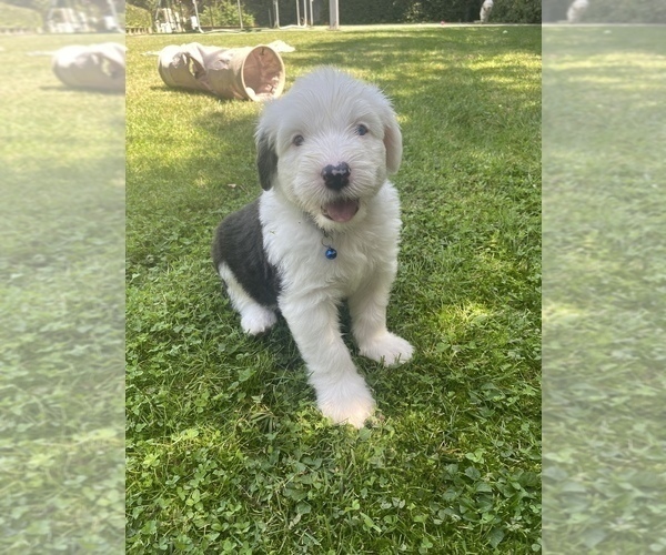 Medium Photo #1  Breeder Profile in STOCKTON, CA, USA