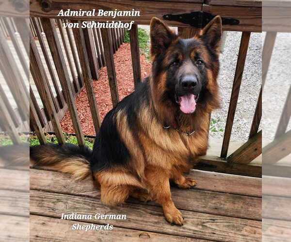 Medium Photo #6  Breeder Profile in CHRISNEY, IN, USA