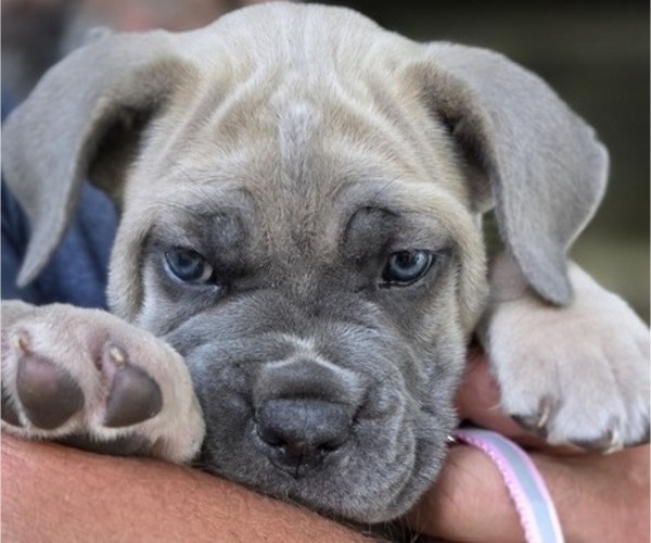 Medium Photo #5  Breeder Profile in BANGS, TX, USA
