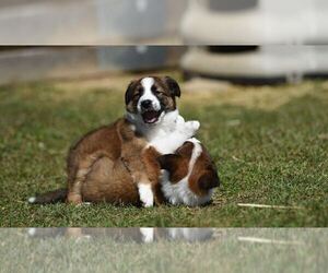 English Shepherd Dog Breeder near PARIS, MI, USA