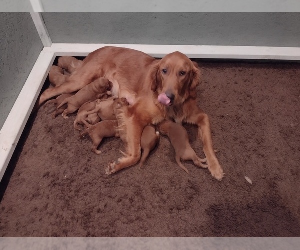 Medium Photo #1  Breeder Profile in SONORA, KY, USA