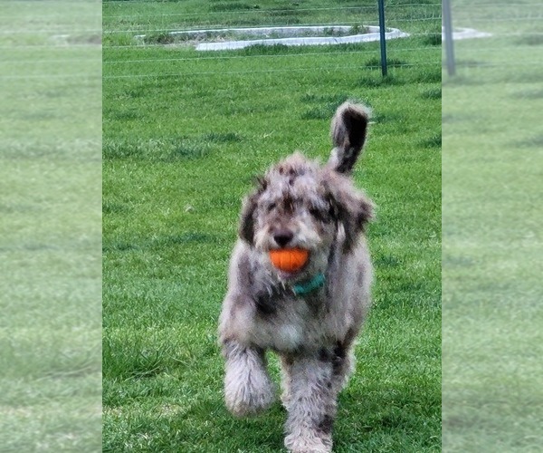 Medium Photo #39  Breeder Profile in PASCO, WA, USA