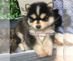 Small breeder photo
