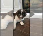 Small #49 Breeder Profile image