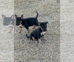 Small #3 Breeder Profile image