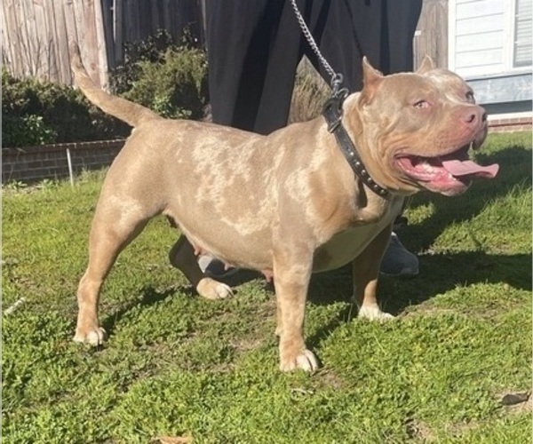 Medium Photo #1  Breeder Profile in VALLEJO, CA, USA