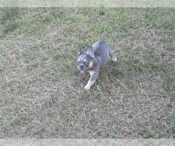 Medium Photo #7  Breeder Profile in LONGVIEW, TX, USA