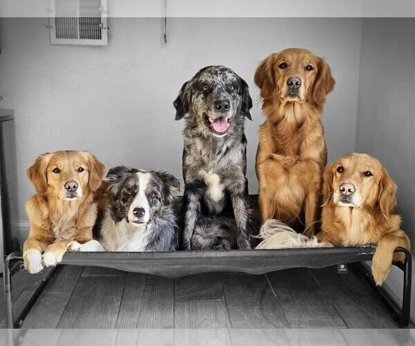 Medium Photo #1  Breeder Profile in OVERLAND PARK, KS, USA