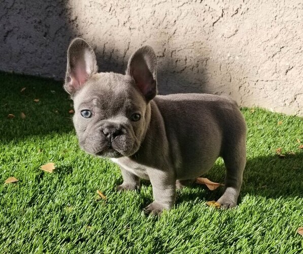 Medium Photo #21  Breeder Profile in LAS VEGAS, NV, USA