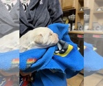 Small #4 Breeder Profile image