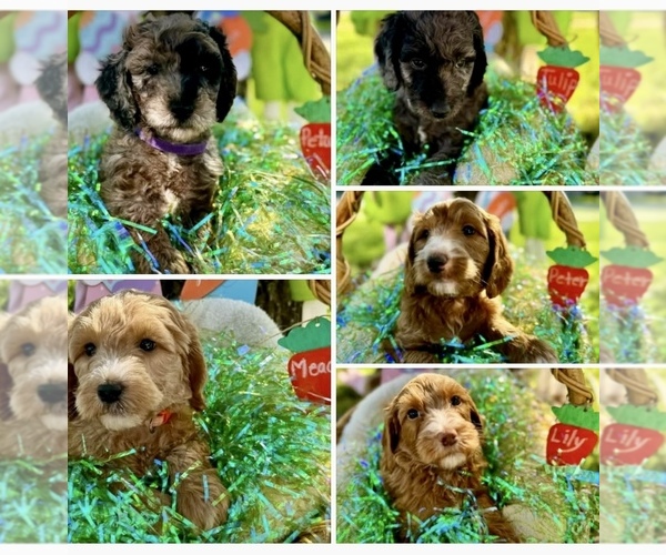 Medium Photo #1  Breeder Profile in FRIENDSWOOD, TX, USA