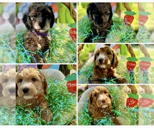 Double Doodle Dog Breeder near FRIENDSWOOD, TX, USA