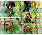 Small Photo #1  Breeder Profile in FRIENDSWOOD, TX, USA