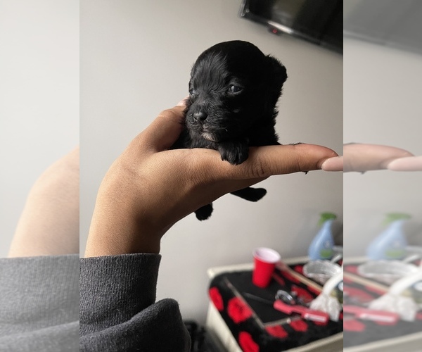 Medium Photo #1  Breeder Profile in CORDOVA, TN, USA