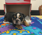 Small #6 Breeder Profile image