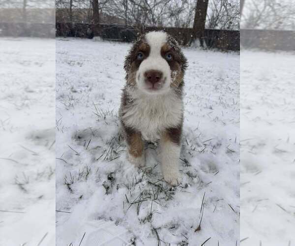 Medium Photo #52  Breeder Profile in HARRISON, OH, USA
