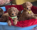 Small breeder photo
