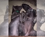 Small #11 Breeder Profile image
