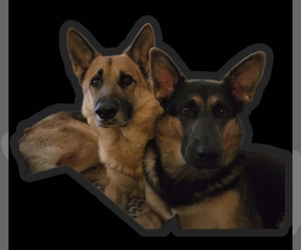 Medium Photo #1  Breeder Profile in JACKSONVILLE, NC, USA