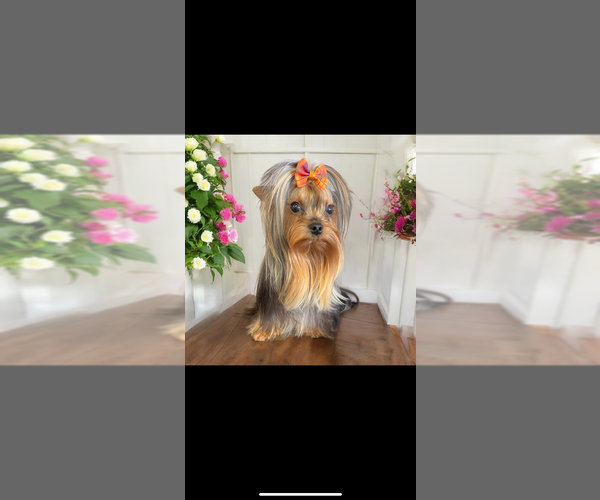 Medium Photo #20  Breeder Profile in DENHAM SPRINGS, LA, USA
