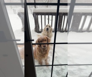 Golden Retriever Dog Breeder near CHIPPEWA FALLS, WI, USA