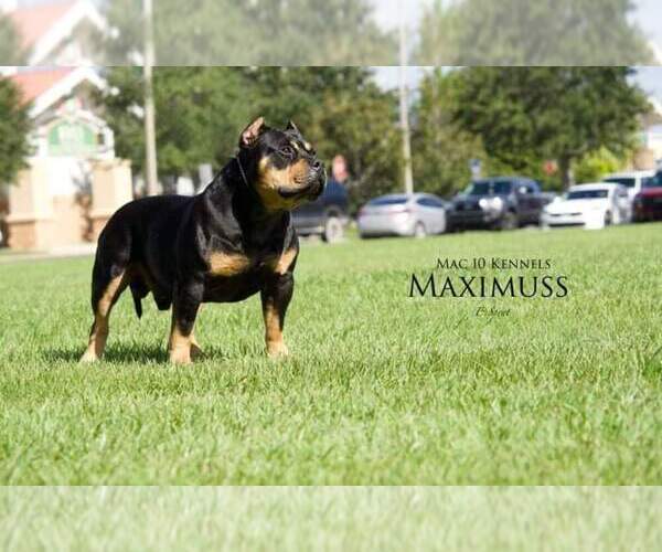 Medium Photo #2  Breeder Profile in CHIEFLAND, FL, USA