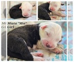 Small breeder photo