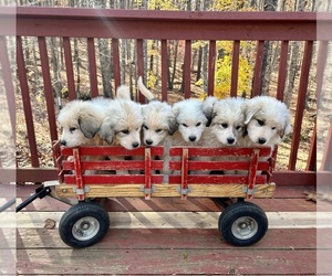 Great Pyrenees Dog Breeder near AMHERST, VA, USA