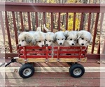 Small breeder photo