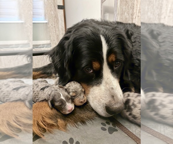 Medium Photo #11  Breeder Profile in O FALLON, MO, USA