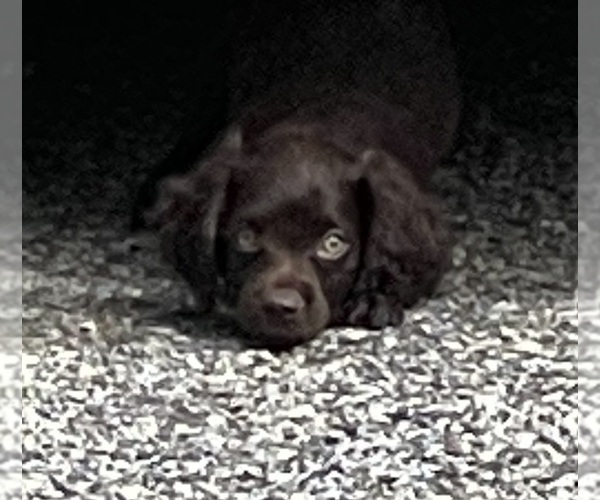 Medium Photo #1  Breeder Profile in NEWBERRY, SC, USA