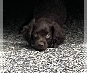 Boykin Spaniel Dog Breeder near NEWBERRY, SC, USA