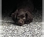 Small breeder photo