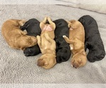 Small breeder photo