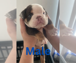 English Bulldog Dog Breeder near WESLEY CHAPEL, FL, USA