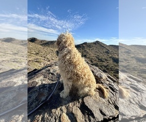 Goldendoodle Dog Breeder near TOLLESON, AZ, USA