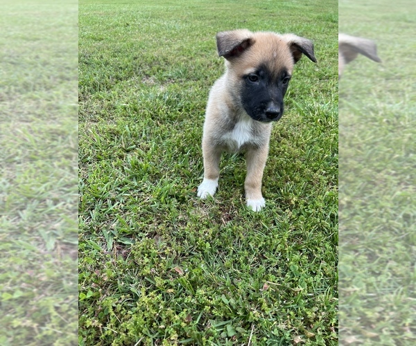 Medium Photo #1  Breeder Profile in SPARTANBURG, SC, USA
