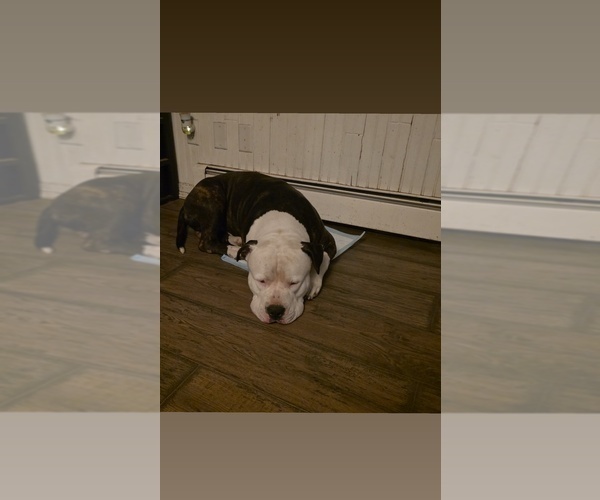 Medium Photo #2  Breeder Profile in STERLING, IL, USA