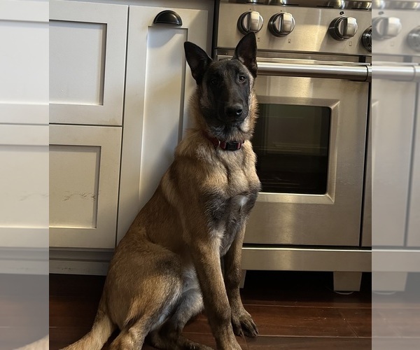 Medium Photo #11  Breeder Profile in WILLIAMS, CA, USA