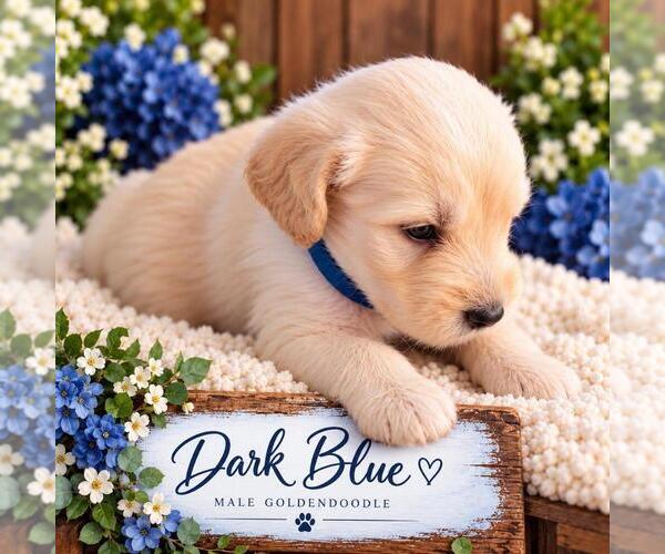 Medium Photo #8  Breeder Profile in MIDDLETOWN, OH, USA