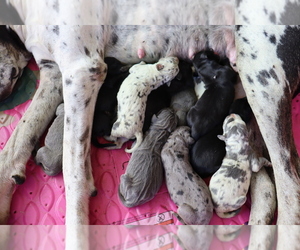 Great Dane Dog Breeder near RUTLEDGE, MO, USA