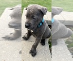 Small Photo #5  Breeder Profile in JOLIET, IL, USA