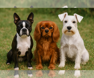 Cavalier King Charles Spaniel Dog Breeder near SPRING HILL, FL, USA