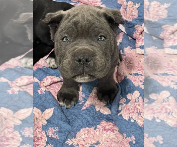Medium Photo #6  Breeder Profile in KEIZER, OR, USA