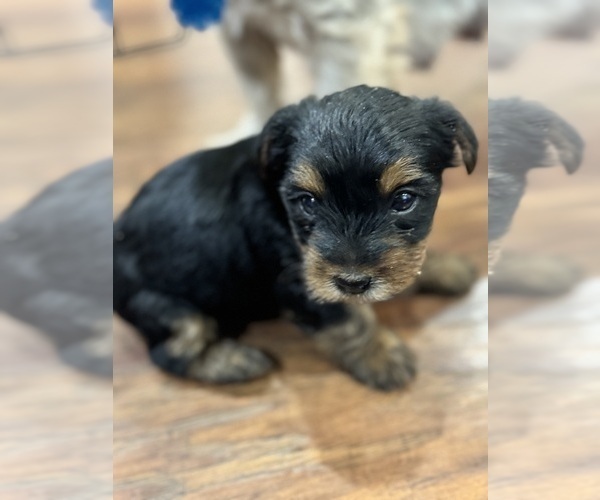 Medium Photo #4  Breeder Profile in NORMAN, OK, USA