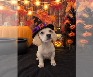 Chiweenie Dog Breeder near MORENO VALLEY, CA, US