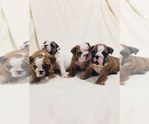 Bulldog Dog Breeder near REVERE, MA, USA
