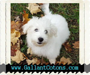 Coton de Tulear Dog Breeder near RUSH CITY, MN, USA